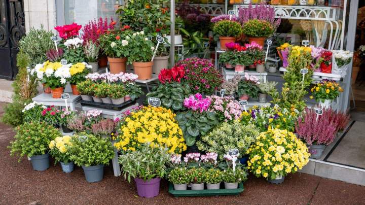 Livraison fleurs Saint-Maur-des-Fossés