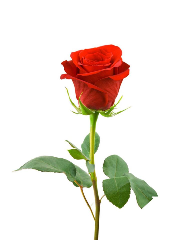 Une rose éternelle pour la Saint-Valentin | Léa fleurs vous donne ses ...